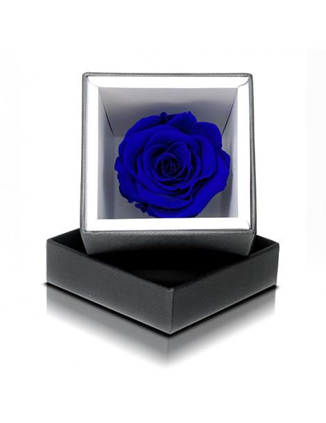 Rosa Stabilizzata Blu