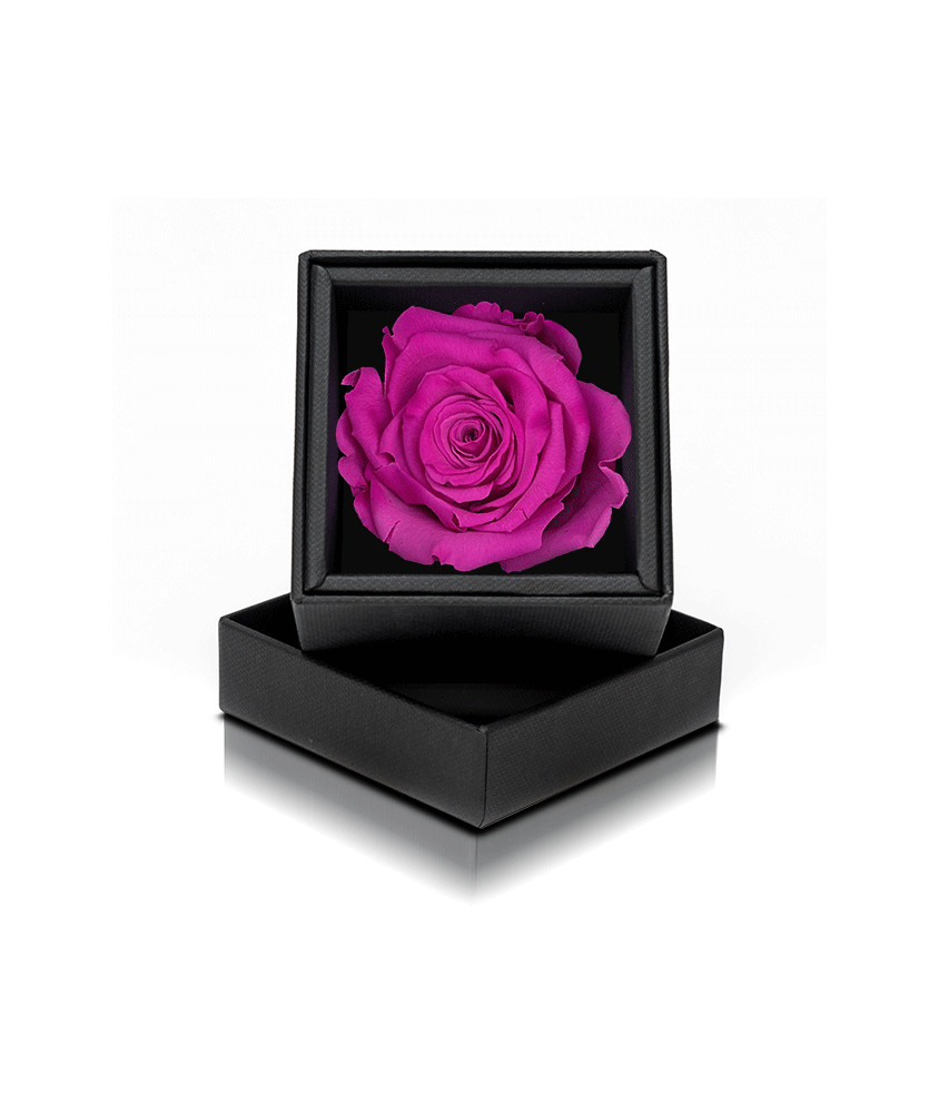 Rosa Stabilizzata Fucsia in Flowercube - Vendita Online - Aluisi