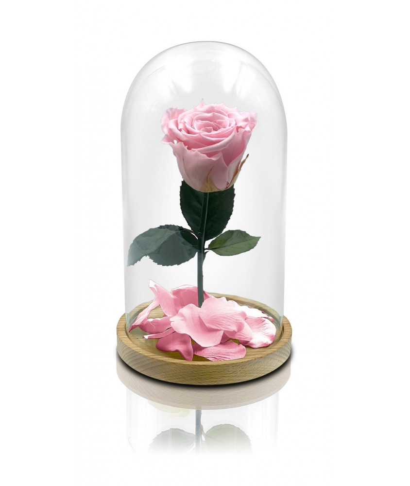 Rosa La Bella e La Bestia di colore rosa - Acquista Online