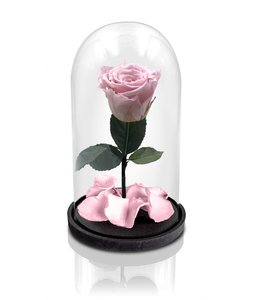 Rosa La Bella e La Bestia Rosa