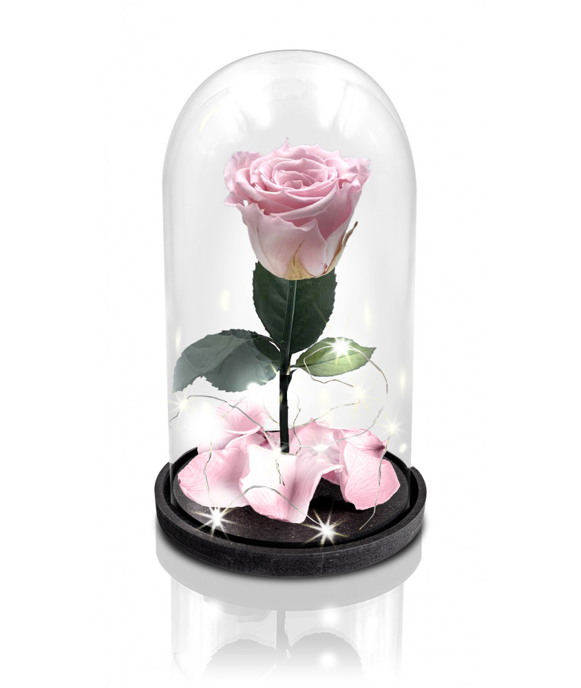 Wisdom1674 Rosa Eterna, Kit Rosa Bella E La Bestia, Rosa Stabilizzata