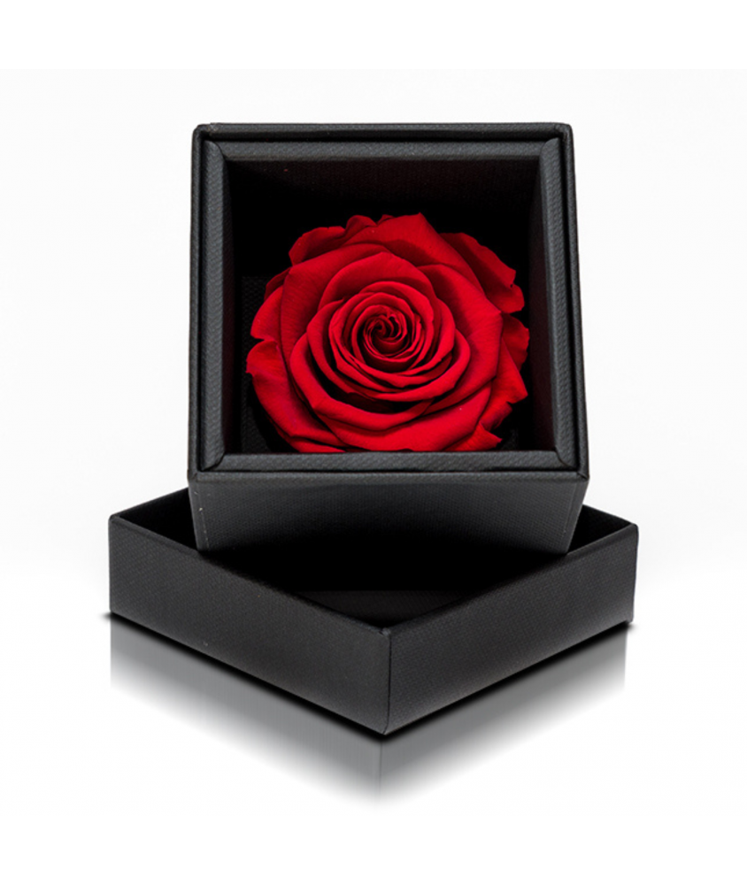 Rosa Stabilizzata Rossa