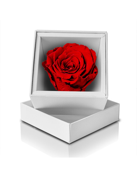 Rosa Stabilizzata Rossa