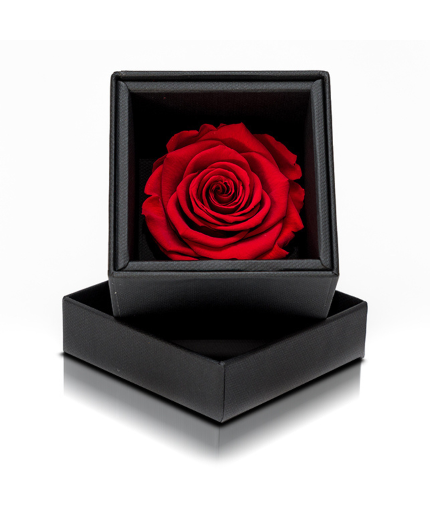 Rosa Stabilizzata Rossa