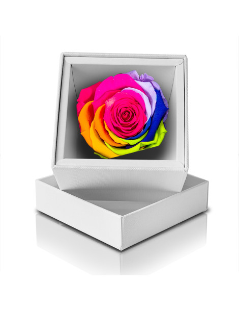 Rosa Stabilizzata Multicolore