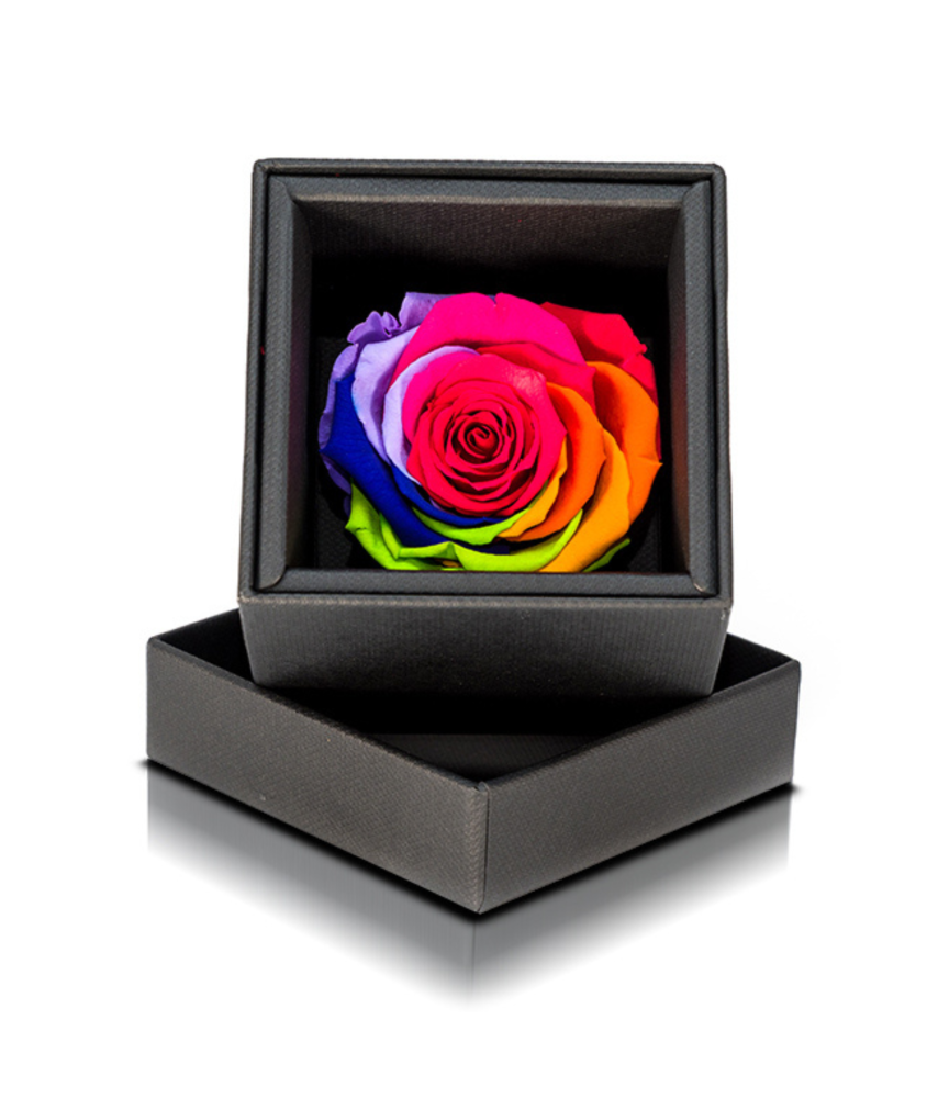 Rosa Stabilizzata Multicolore