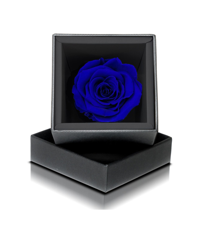 Rosa Stabilizzata Blu
