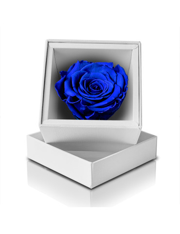 Rosa Stabilizzata Blu