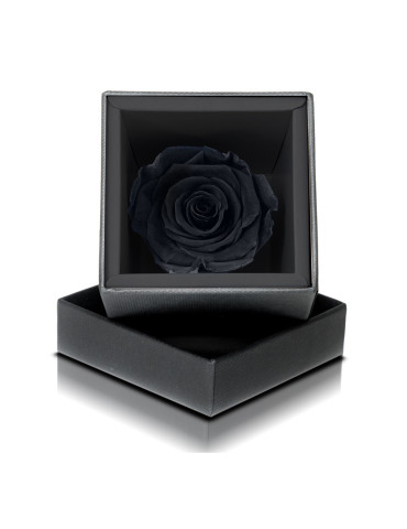Rosa Stabilizzata Nera