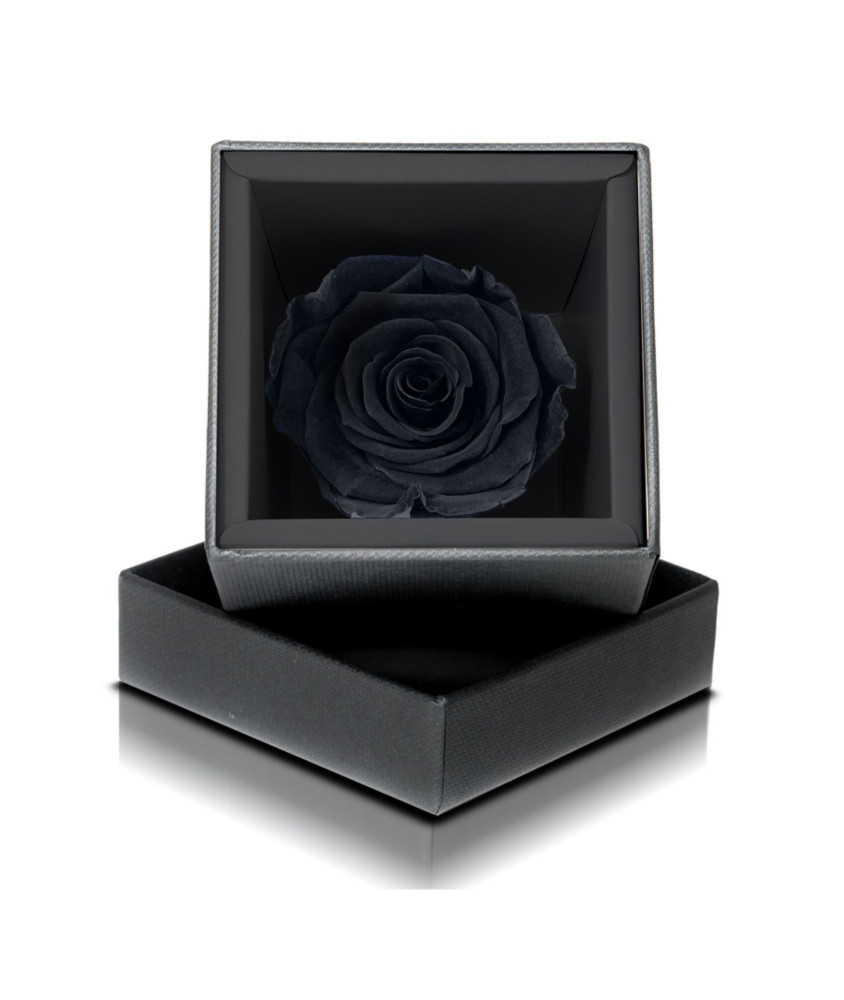 Rosa Stabilizzata Nera