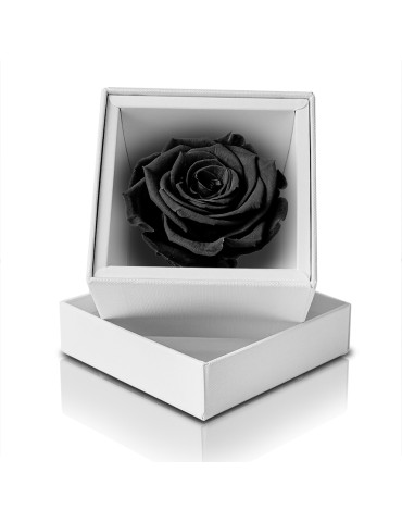 Rosa Stabilizzata Nera