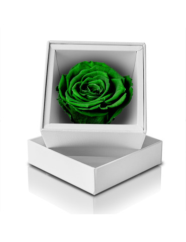 Rosa Stabilizzata Verde