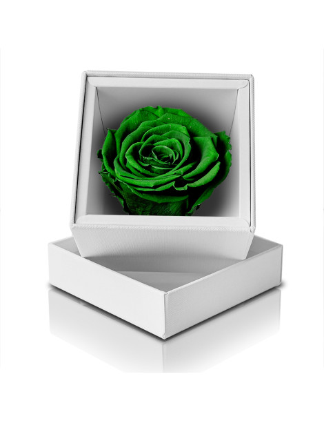 Rosa Stabilizzata Verde
