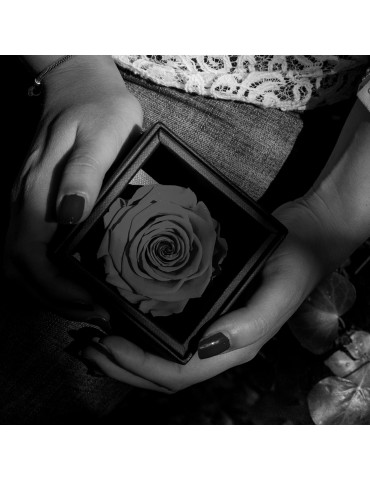 Rosa Stabilizzata Argento