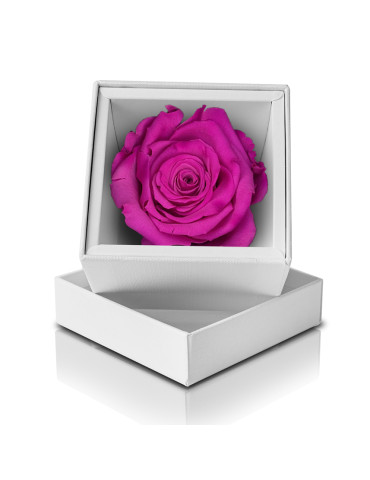 Rosa Stabilizzata Fucsia