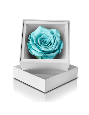 Rosa Stabilizzata Tiffany