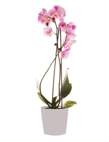 Orchidea Phalaenopsis Rosa