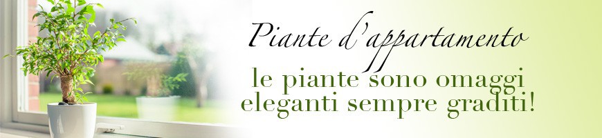 Piante da Appartamento - Vendita Online - Fiori Aluisi