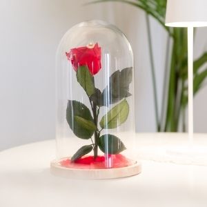 rosa bella e la bestia