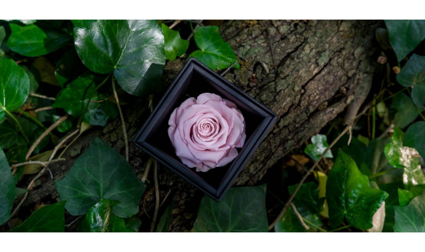 Rosa rosa, simbolo di dolcezza e sensibilità