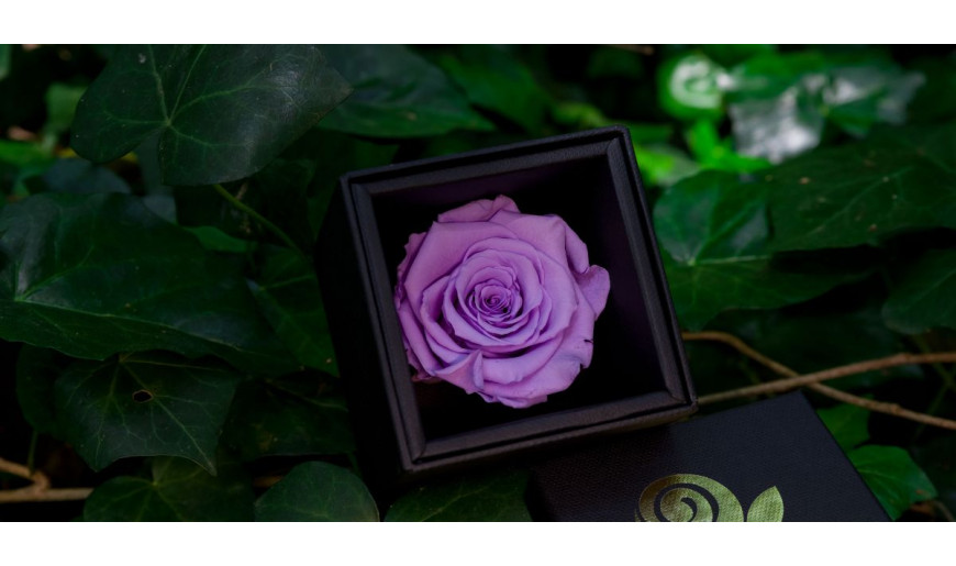 Rosa viola, simbolo di romanticismo ed unione degli opposti
