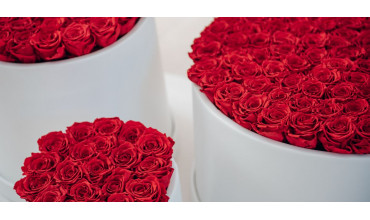 500 rose per trasformare un sogno in realtà